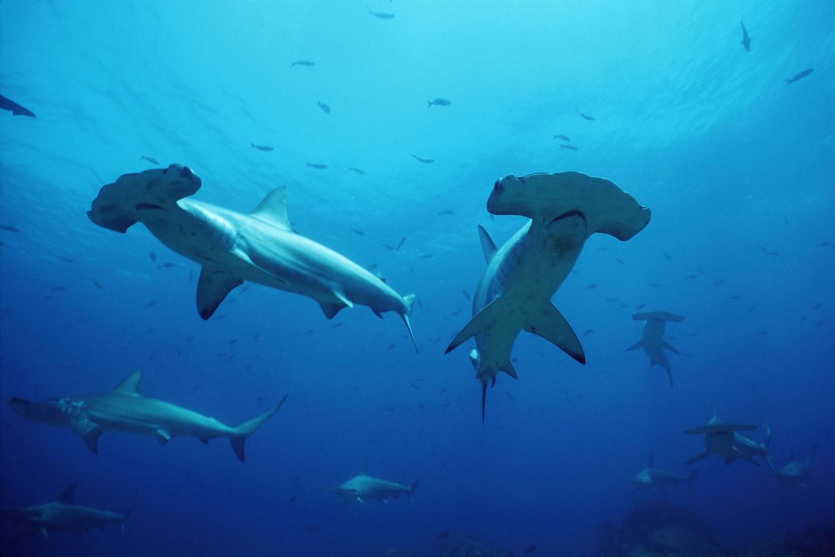 Shoal of scalloped hammerhead sharks (Sphyrna lewini) Galapagos Islands