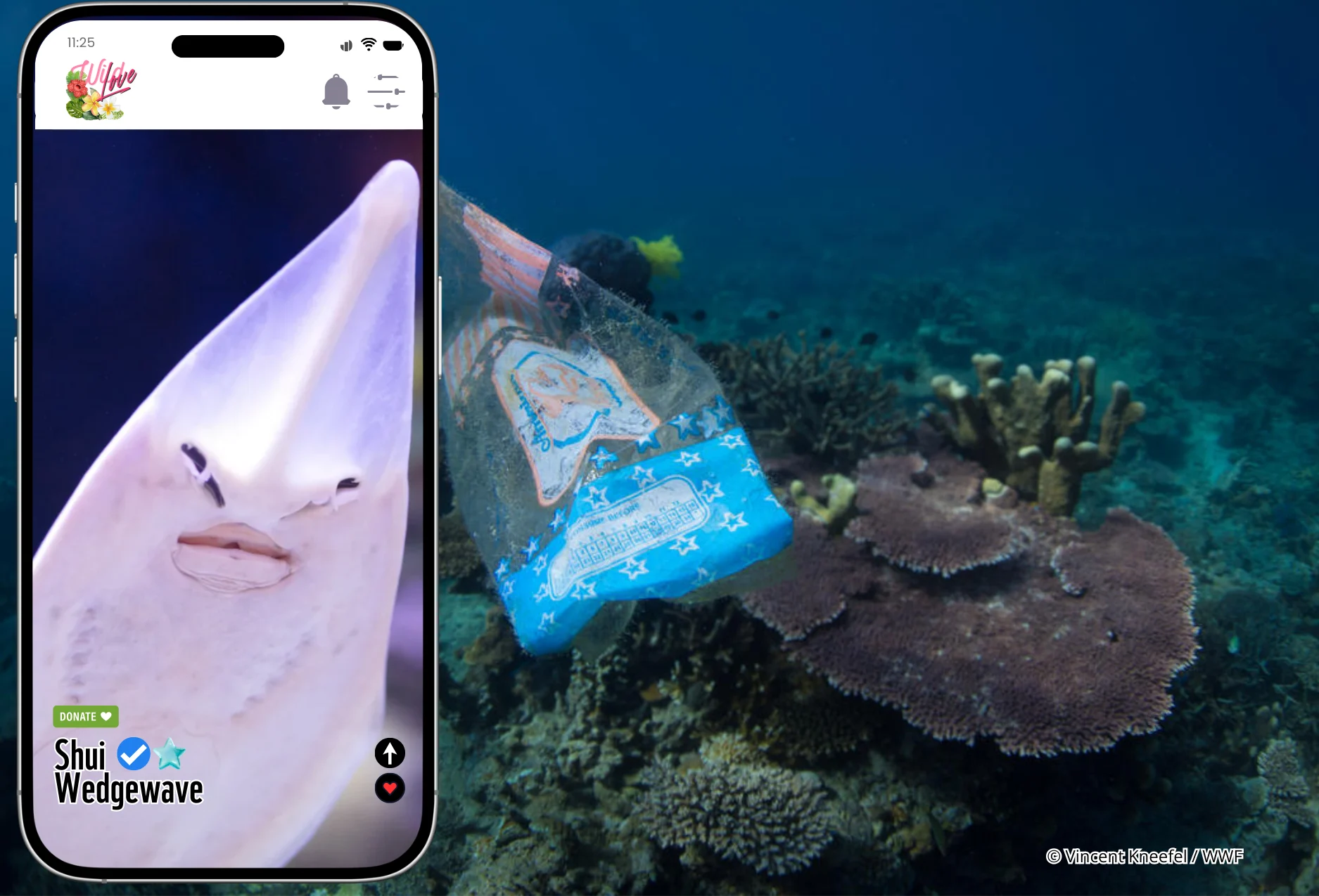 Bottlenose Wedgefish